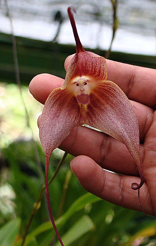 15.Dracula simia, the Monkey Face Orchid (10957423336)