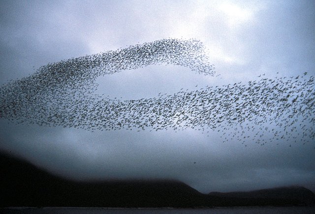 Flock