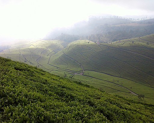 Kebun Teh - panoramio