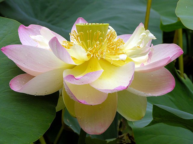 睡莲和荷花water Lily And Lotus Steemit
