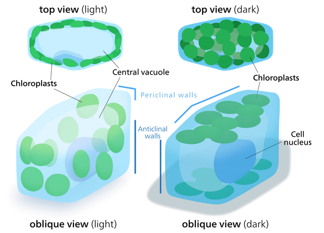 Chloroplast movement