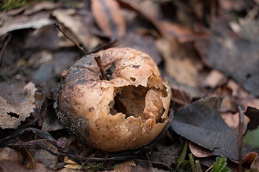 Rotten apple. Photo by Sally V. Creative Commons Attribution-Share Alike 4.0 International license.