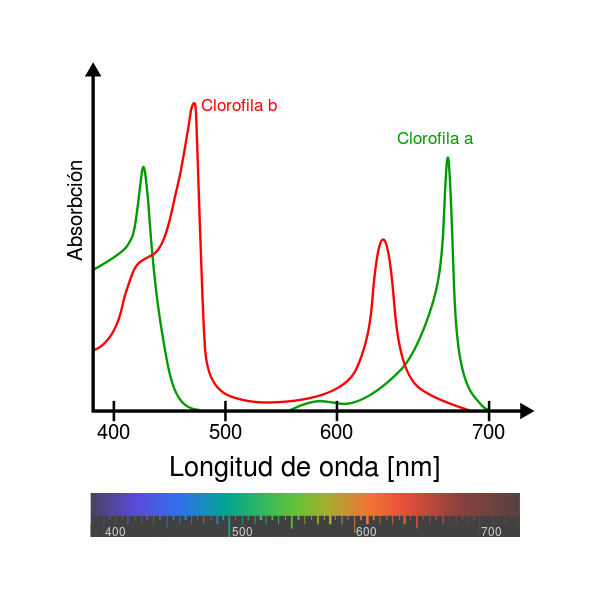 File:Chlorophyll ab spectra-es.svg