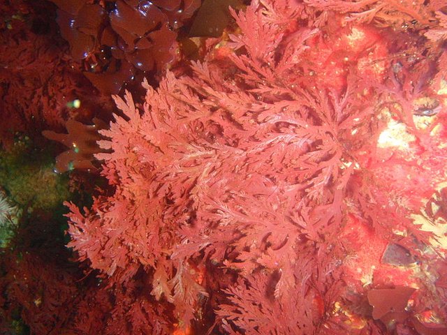 Archivo:Red seaweeds at Middelmas P2199309.JPG