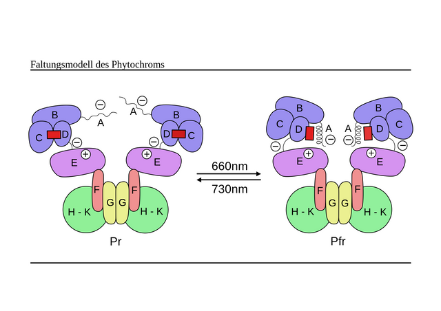 Example of phytochrome changing conformation