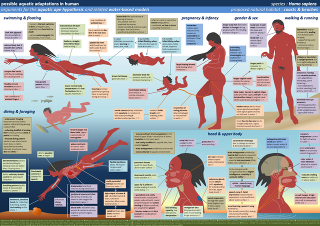 Human Aquatic Adaptations