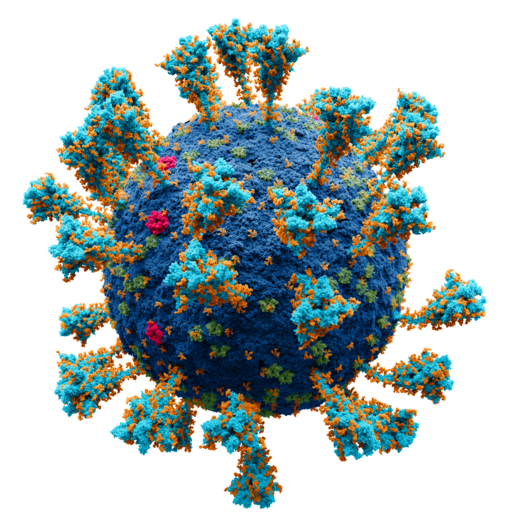 Scientifically accurate atomic model of the external structure of the SARS-CoV-2 virus. Alexey Solodovnikov (Idea, Producer, CG, Editor), Valeria Arkhipova (Scientific Сonsultant). Creative Commons Attribution-Share Alike 4.0 International license.
