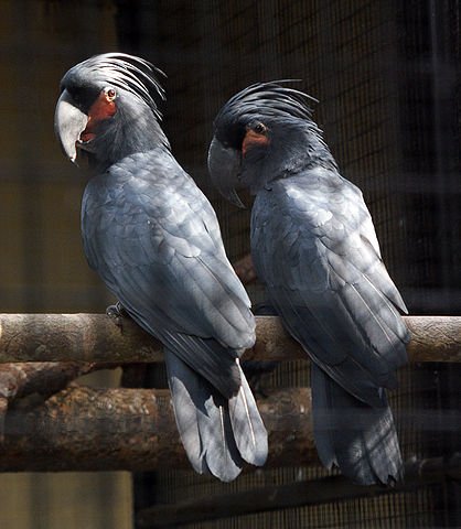 cockatoo