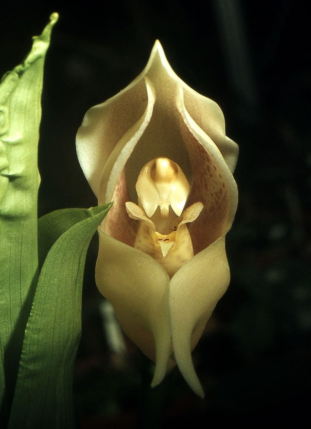 Anguloa uniflora Orchi 002