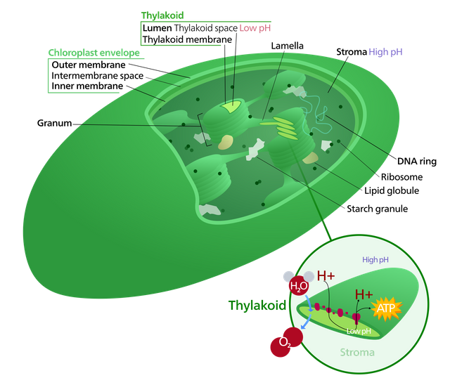 Chloroplast diagram