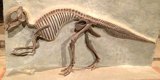 Maiasaura in Smithsonian Dinosaur Hall