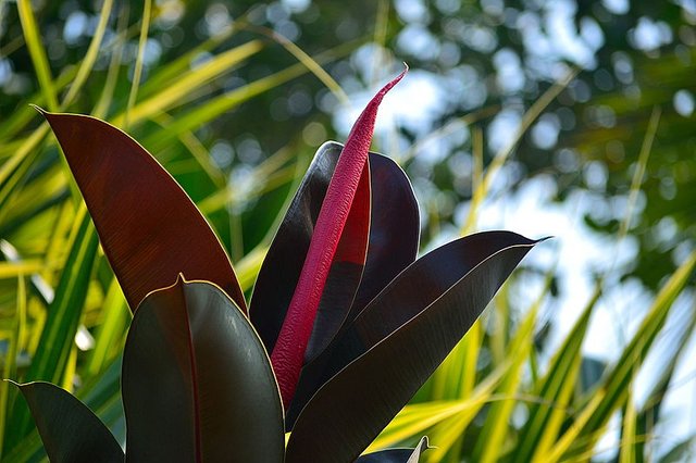 Rubber_Plant_(Ficus_elastica_'Robusta')_2.jpg