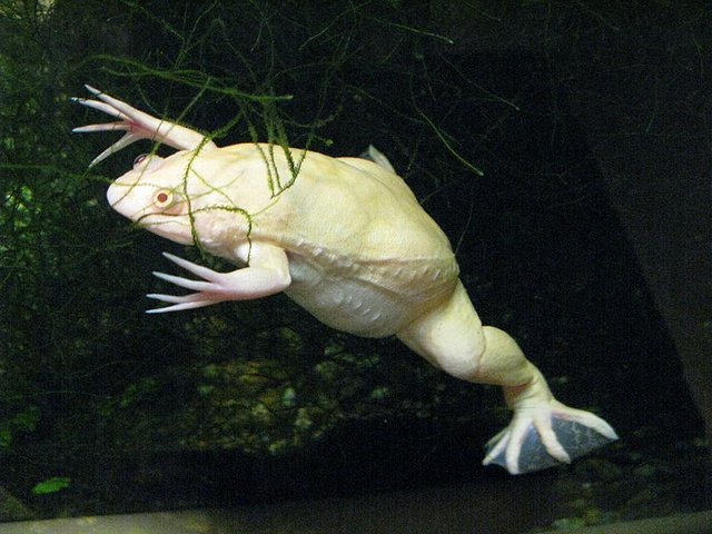 Albino