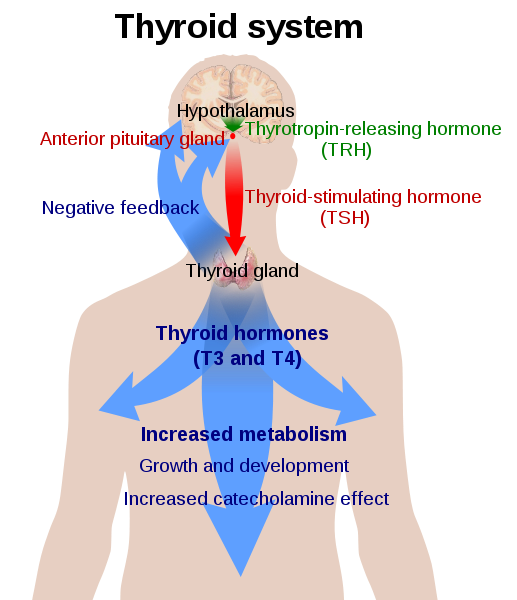 Thyroid function