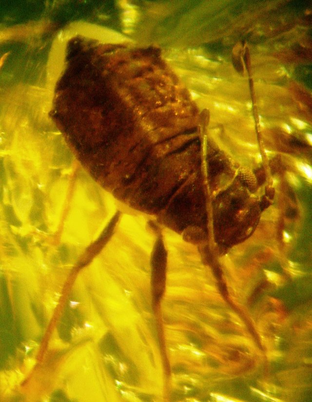 Baltic amber inclusions - Aphid (Hemiptera, Sternorrhyncha, Aphidoidea)7.JPG