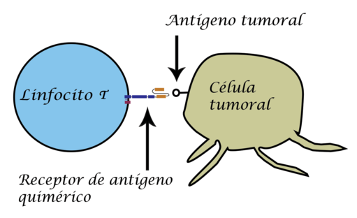 Receptordeantigeno