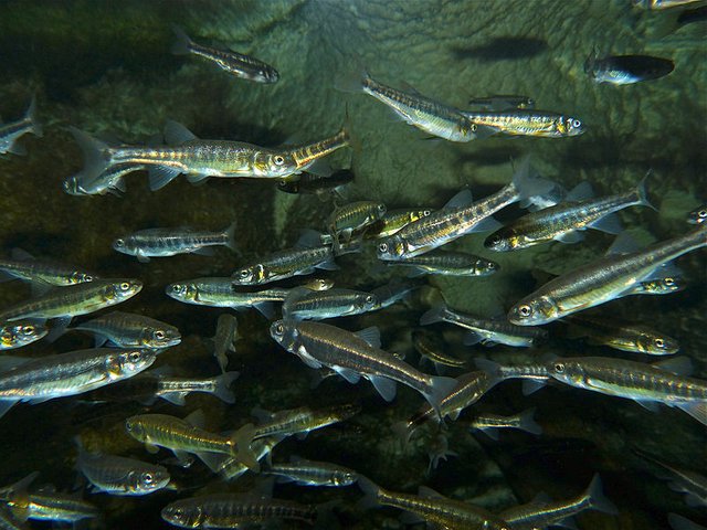 Minnows