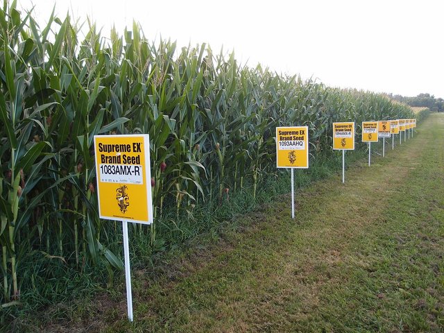 Hybrid corn Yellow Springs, Ohio.jpg