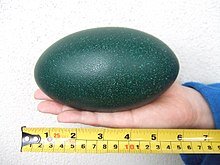 emu-egg.jpg