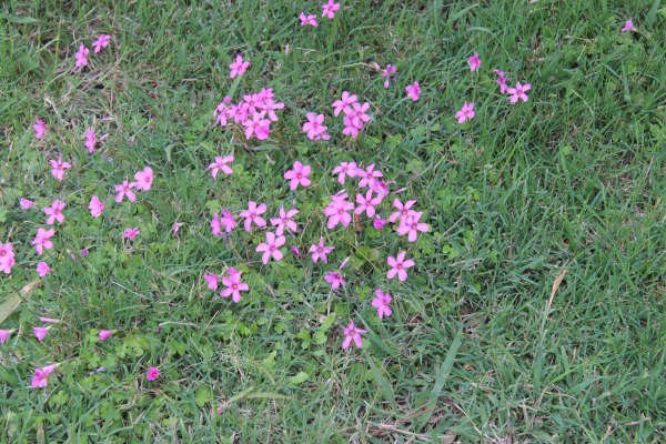 Bodenblüten