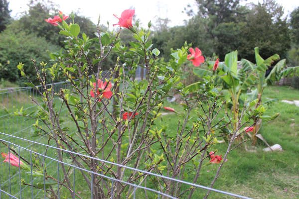 Hibiskus