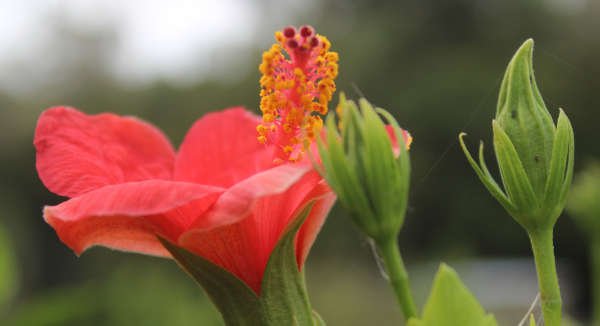 Hibiskusstrauch