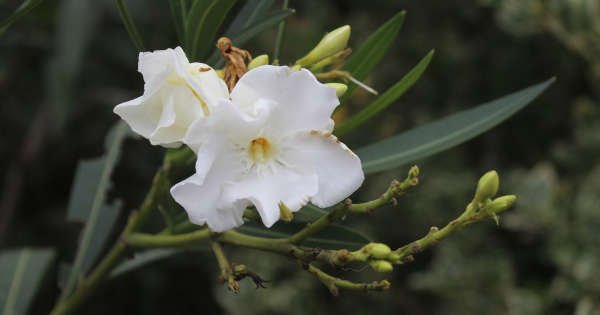 oleander