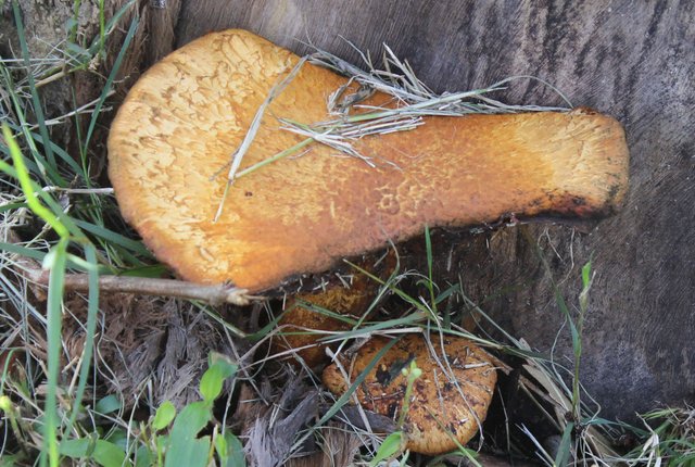 bolete