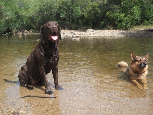 Puck und Bruno zwei docke Freunde. 