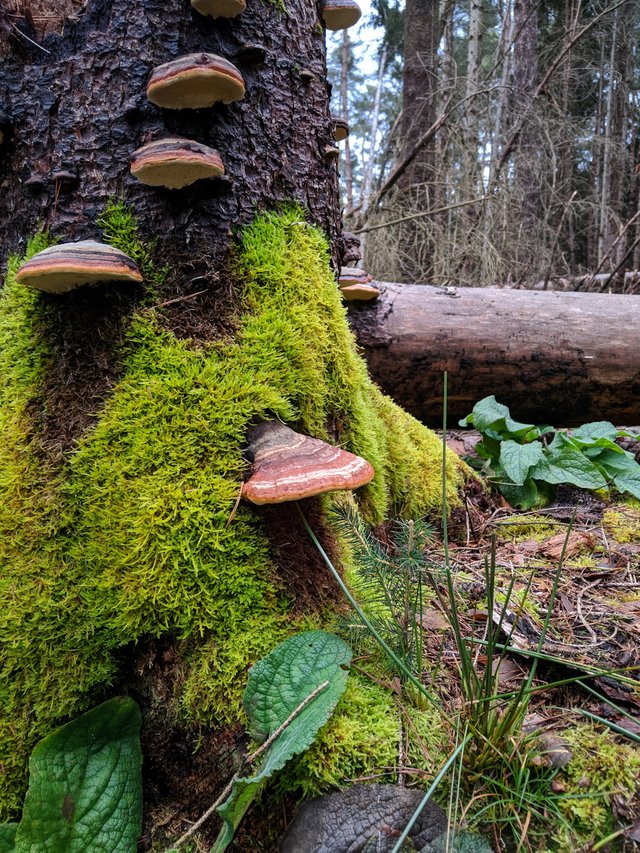 fomitopsis pinicola red banded polypore red belted bracket mushroom