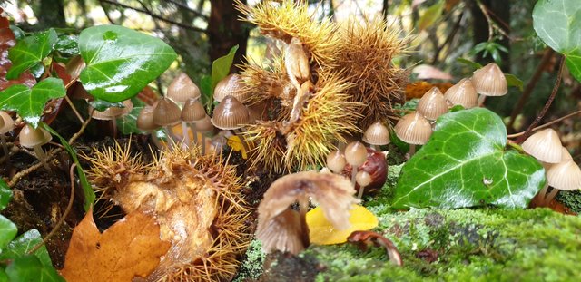 Mushrooms