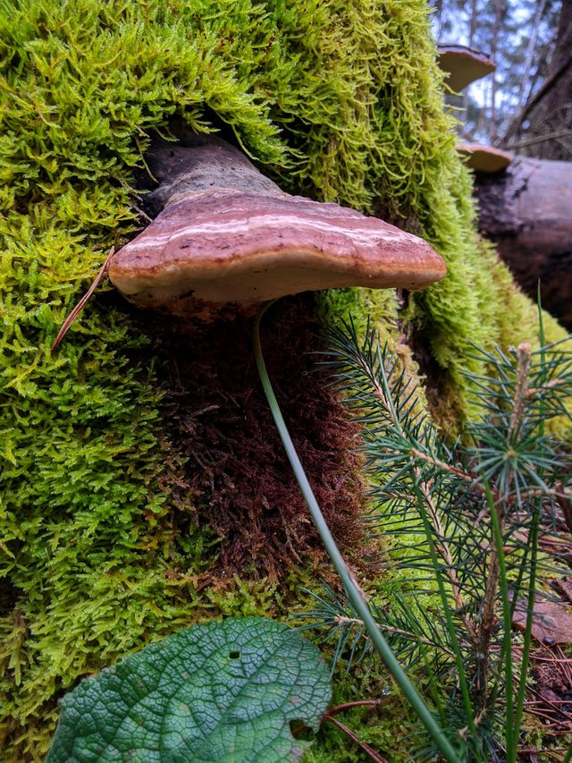 fomitopsis pinicola red banded polypore red belted bracket mushroom