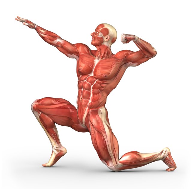 Maximum Muscle Growth — Steemit
