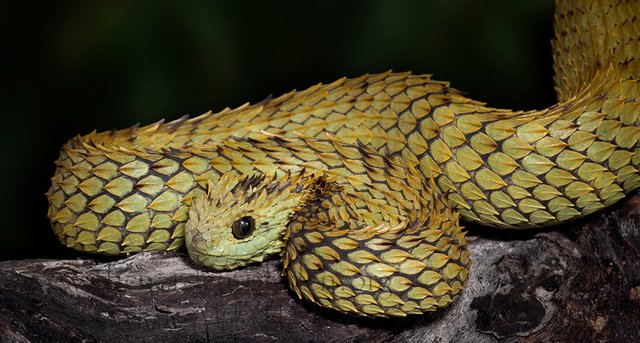 Atheris hispida — Steemit