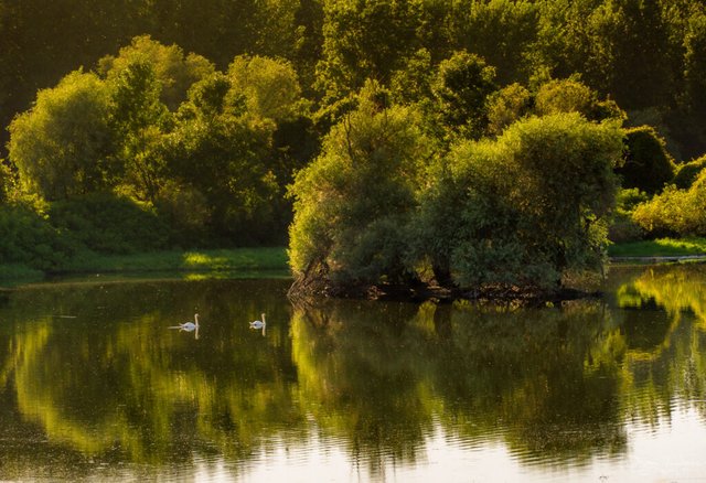 Danube wetlands on the left bank of Belgrade