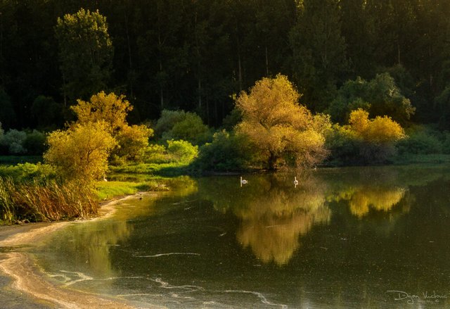 Danube wetlands on the left bank of Belgrade