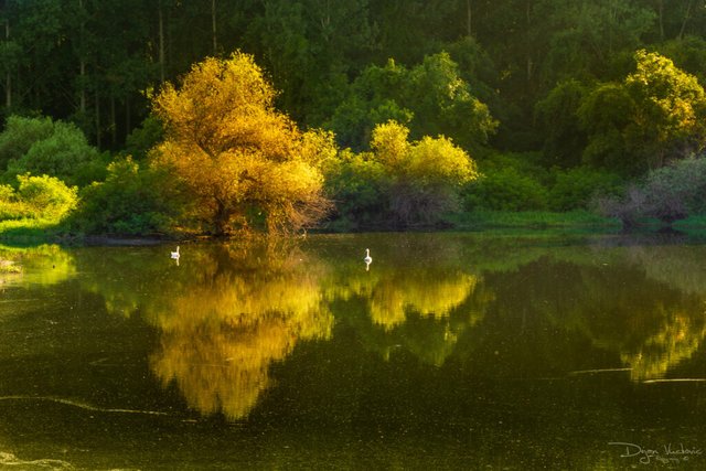 Danube wetlands on the left bank of Belgrade