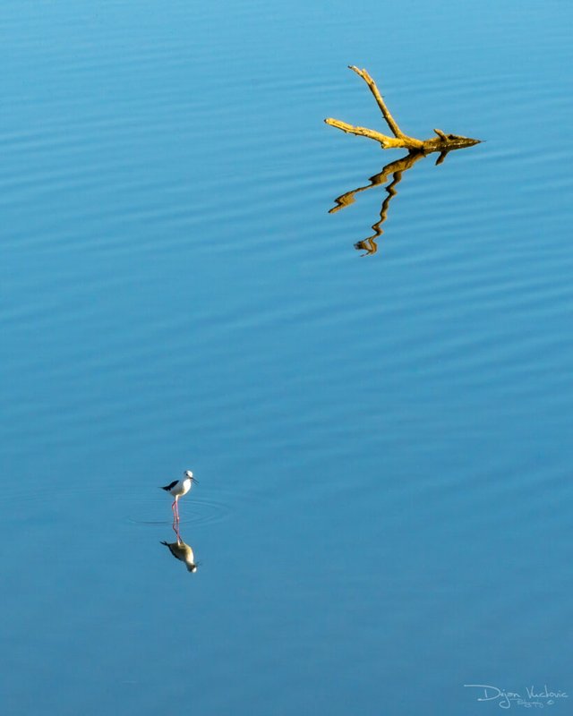 Danube wetlands on the left bank of Belgrade