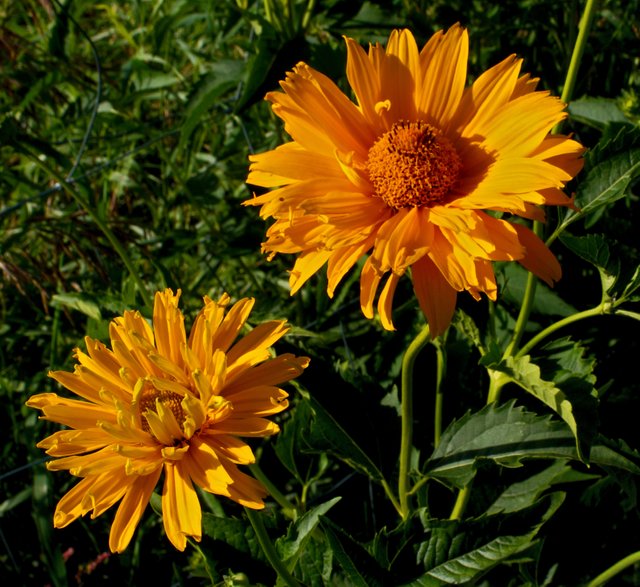 Flowers From My Garden — Steemit