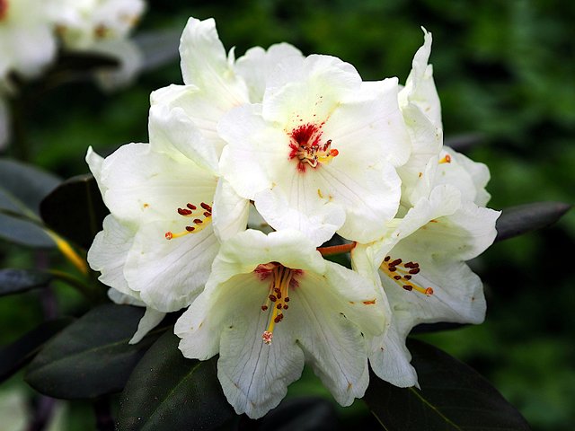 White Flowers