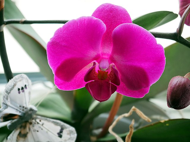 Pink Orchid