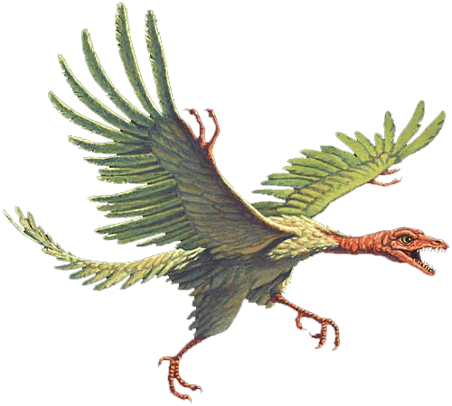 archaeopteryx evolution