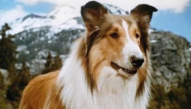 was lassie a male or female dog