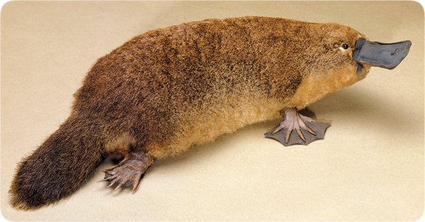 About Platypus — Steemit About Platypus — Steemit