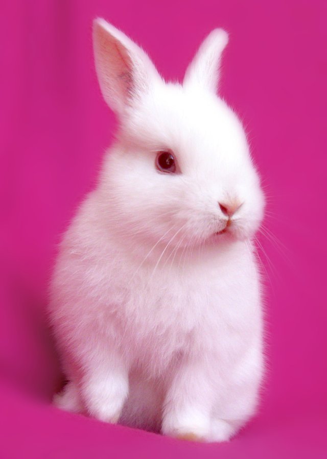 Real hot sale pink bunny