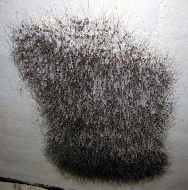At A Glance You Might Be Thinking Agh Sies Pubic Hair But