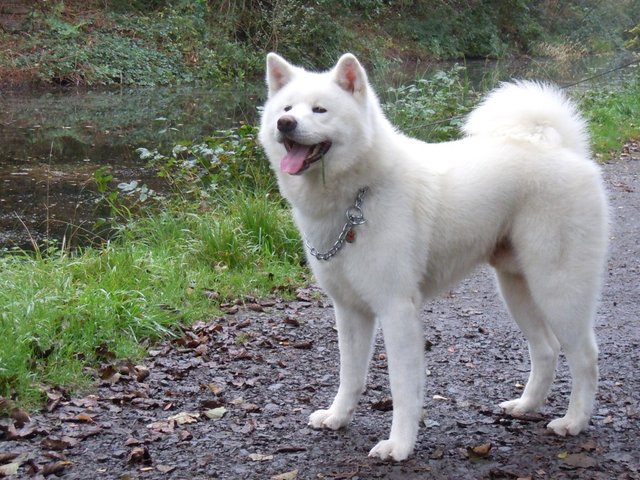 Shiba Inu The Star Of Japanese Dogs Steemit
