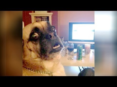 Funny videos try online not to laugh impossible