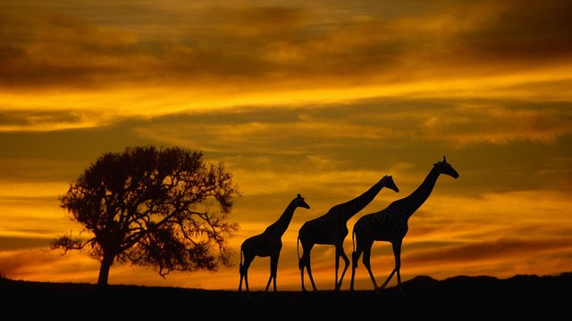 BEST OF AFRICA - African Wildlife Film - Amazing Animals in 4K UHD - Part #1