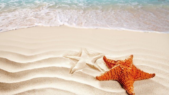 starfish, Ocean, Sea, Sealife, Fish, Bokeh Wallpapers HD / Desktop and  Mobile Backgrounds